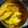 Purabi Das Dutta's cooksnap of when they made নারকেল ভাপা ইলিশ (Narkel Vapa Ilish).
