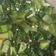 Cooksnap dari Shinta untuk resep Ca pokcoy simple