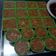 Cooksnap dari Mommy IYELL untuk resep Agar-agar Gula merah