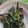 Cooksnap dari yuwan Yucanidia untuk resep Tumis Daun Pepaya Jepang