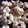 Cooksnap dari Ms.Khakhameals untuk resep 23. #Kue Semprit#no oven
