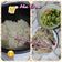 Cooksnap dari Erna Juwita untuk resep Nasi Hainam ayam rebus enak sekali untuk si pacar 😘