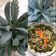 Cooksnap dari isa untuk resep Gulai Kale (Pengganti daun singkong d US)