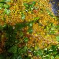 Vaishali Arora's cooksnap of when they made Nutrila burji.