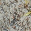 Cooksnap dari Naz Farawla untuk resep Megono khas Pekalongan