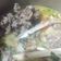 Cooksnap dari Indrianita Wenty untuk resep Sop Kambing Betawi