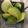 El cooksnap de Alheniel (LAB Humo y Grasa) cuando hizo Batido de Kiwi-Cúrcuma-Espinacas (smoothie).