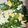 รูป Cooksnap ของ Rak Chantang เมื่อเขาทำ ใบเหลียงผัดไข่