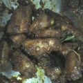 Cooksnap dari Nabila Aisyah Bella untuk resep Ayam Bumbu Serai
