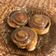 Bársonyné Sánta Marietta Cooksnap-ja, amikor elkészítette a(z) Cinnabon-Amerikai fahéjas tekercs receptet.