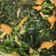 陳奕如 的 菠菜炒培根和胡蘿蔔 cooksnap