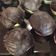 Cooksnap από Αγγελική Κ. στη συνταγή Γλάσο για muffins