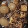 陳伽瑜 的 古早味滷肉滷蛋 cooksnap
