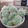 Cooksnap dari Marliana Mandasari untuk resep Klepon Ketan Isi Gula Merah (tanpa kapur sirih)