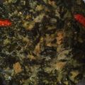 Cooksnap dari intan amalia untuk resep Sayur daun singkong kuah santan