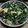 QToTQ30678 的 蘑菇蛋炒茼蒿 cooksnap