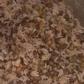 El cooksnap de Belén Zalazar cuando hizo Ensalada lentejas y arroz.