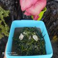 Cooksnap dari mella untuk resep Cah Kangkung Saori Saus Tiram