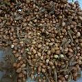 Cooksnap dari intibait untuk resep Teri Kacang Balado