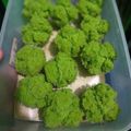 Cooksnap dari nur siti aisyah untuk resep Bolu kukus pandan mekar wangi pandan asli ala Ci Tintin Rayner