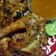 Cooksnap dari wiwit Basuki untuk resep Ayam Bakar Taliwang