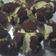 Cooksnap dari Asia untuk resep Bolu kukus anti gagal pakai air biasa