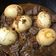 Cooksnap dari Reina Fitriyanti untuk resep Semur Tahu dan Telor