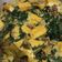 Cooksnap dari Suryaningsih untuk resep Daun singkong kuah santan plus tahu