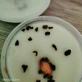 Cooksnap dari Wiema Lana untuk resep Puding Coklat Fla Susu