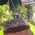 Cooksnap dari eka chaniago untuk resep Brownis chocolatos kukus Simple, tanpa mixer,takaran sendok