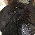 کوک اسنپ ماريه بعد از امتحان کردن کیک شکلاتی با حداکثر پف.