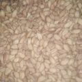 Cooksnap dari Zie Zalfa Izzatunnisa untuk resep Biji Ketapang Gurih Renyah