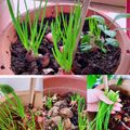 Cooksnap của Wendy Huỳnh khi họ làm theo món Trồng hành tím thu hoạch hành lá