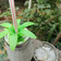 Beena Radia's cooksnap of when they made ડ્રેગન ફ્રૂટ મિલ્કશેક (Dragon Fruit Milkshake Recipe in Gujarati).