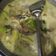Cooksnap dari salwa untuk resep 10. Gulai Ikan Patin