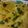 jyotibahirat's cooksnap of when they made Khaman Dhokla.