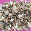 El cooksnap de Makwa Ikwa cuando hizo Almejas al Ajillo (de Palmones, Cádiz).