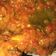 Cooksnap dari Grace Pattipeiluhu untuk resep Ayam Balado Padang