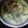 Cooksnap dari Topan Uppa Saragi untuk resep Gulai Pakis Udang