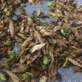 Cooksnap dari Fitria Irsbawati untuk resep Tongkol suwir kemangi pedas