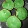 Cooksnap dari Faiq untuk resep Pukis Empuk takaran sendok