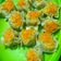 Cooksnap dari Vicky Rahma untuk resep Resep DIMSUM AYAM