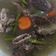 Cooksnap dari Melissa Melon untuk resep Sop Janda (Sop Iga)