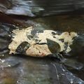 Cooksnap dari Ari W untuk resep Pepes Tahu Kemangi (Tanpa Daun Pisang)