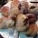 Cooksnap dari Maya Soedijanto untuk resep Chocolate Bamboloni Donut