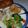 lori.prock.1's cooksnap of when they made Apple Cider Chicken.