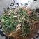 Cooksnap dari Novan IP untuk resep Jamur tiram+kangkung terasi