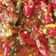 Cooksnap dari Yustine Reza untuk resep Sambel tomat untuk nasi mandhi