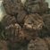 Cooksnap dari Rachma Alenta Sanchez untuk resep Cookies chocochips
