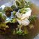 Cooksnap dari @restulia untuk resep Tumis Brokoli Saus Tiram
